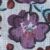 Fleurs violettes